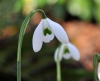 Show product details for Galanthus Ophelia